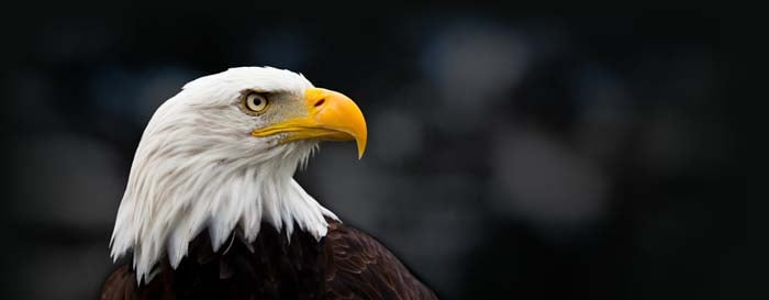 Image of Eagle